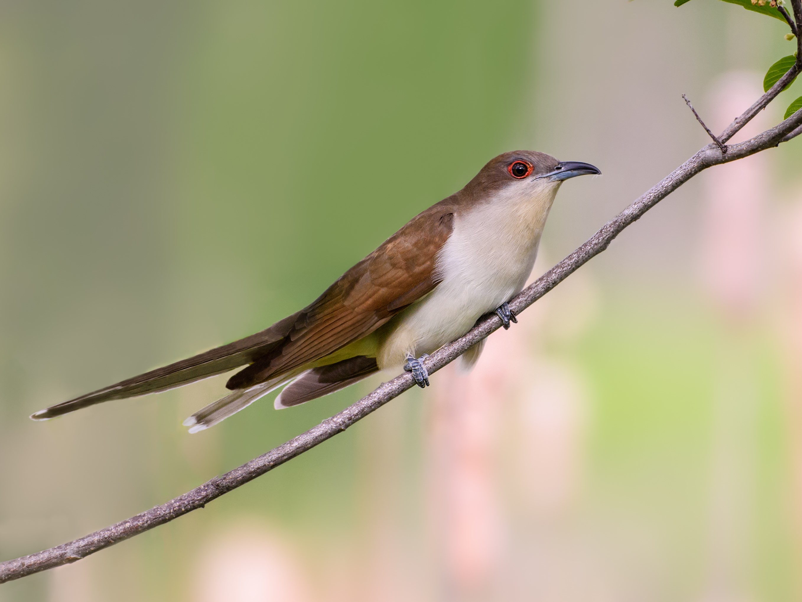 black-billed cuckoo