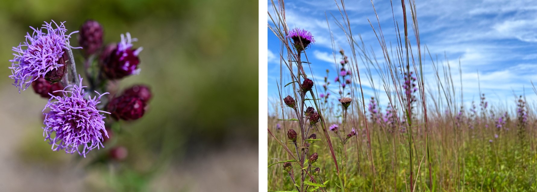 A close view of the purple flowers on a northern blazing star plant, and a photo of plants with purple flowers mixed among tall grass.