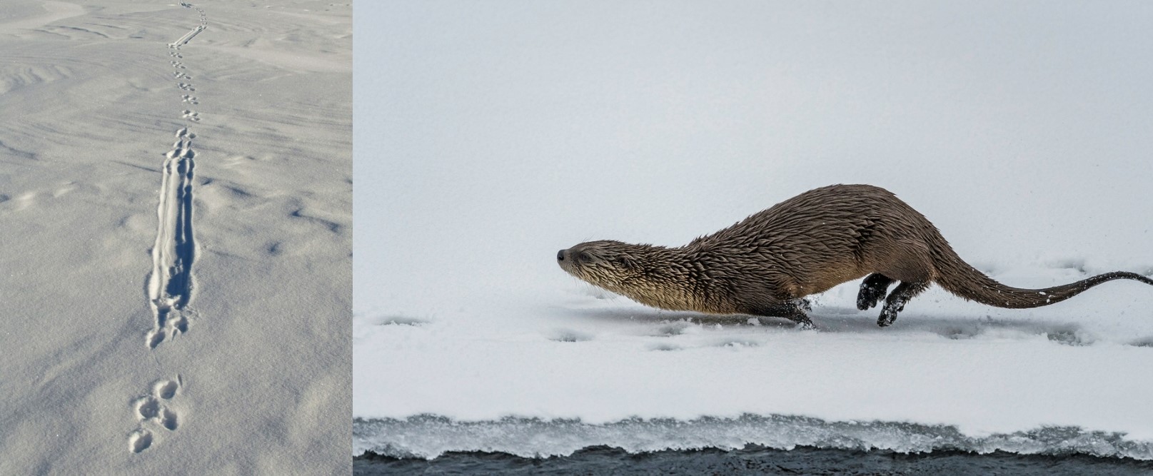 river otter tracks