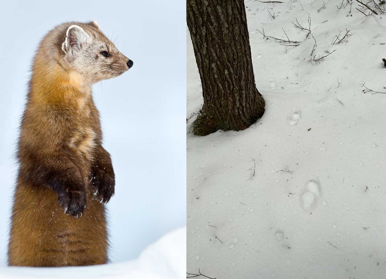 marten tracks