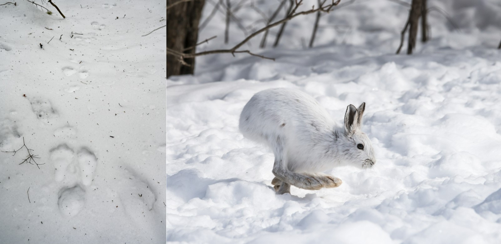 snowshoe hare tracks