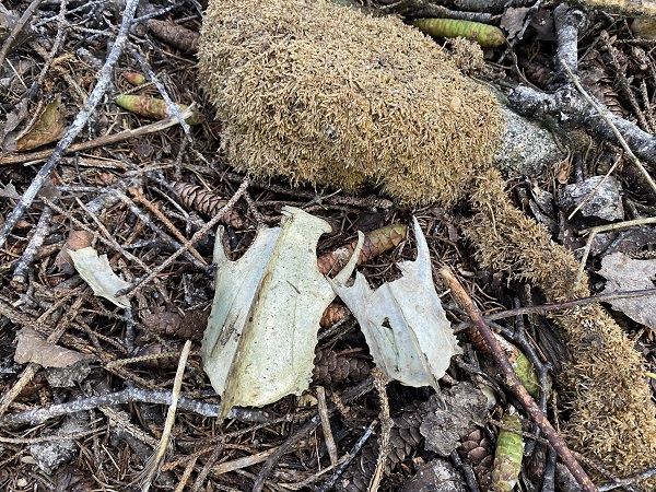 Three bird keel and sternum bones of different sizes.