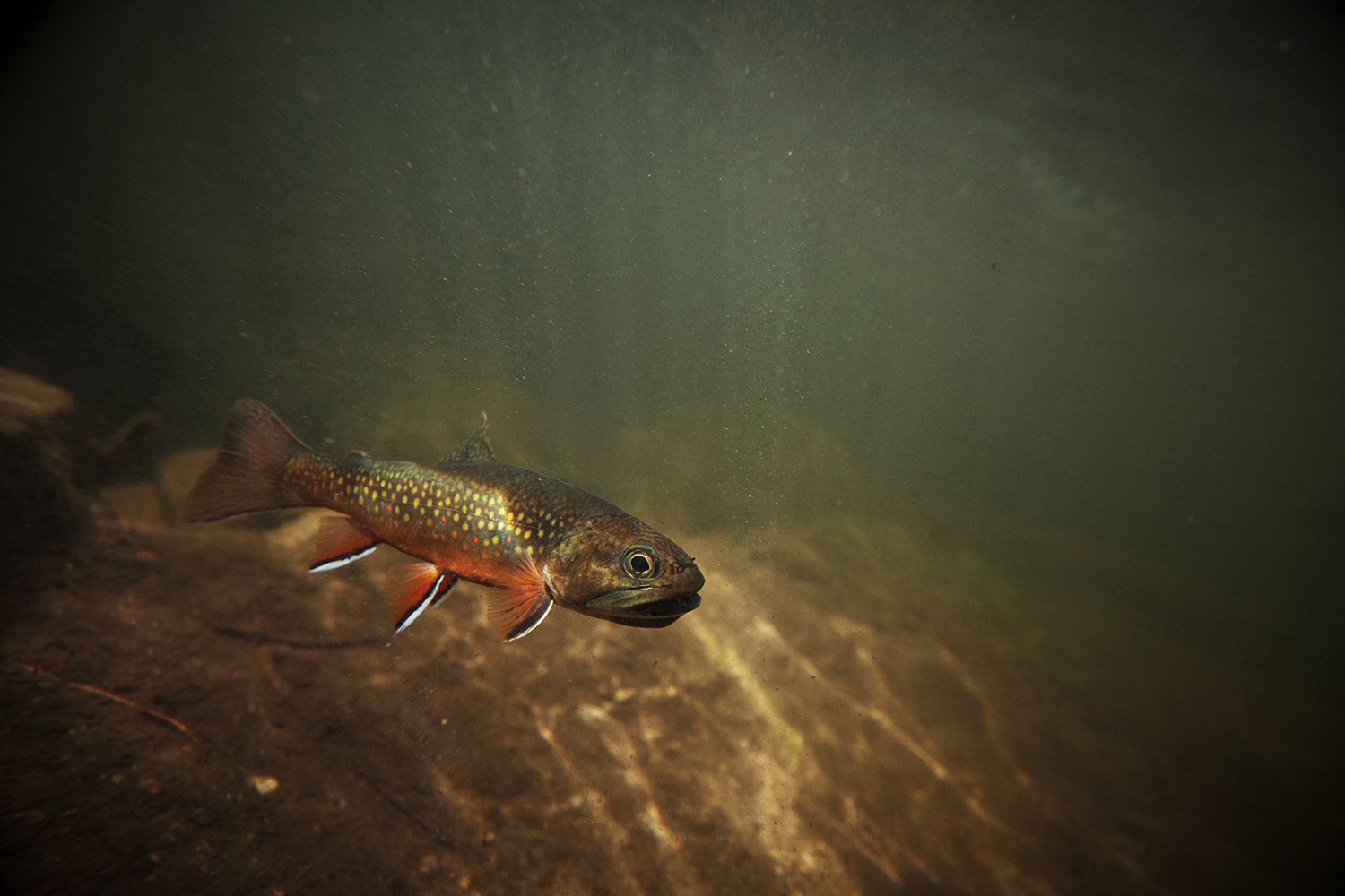brook trout swimming in a river
