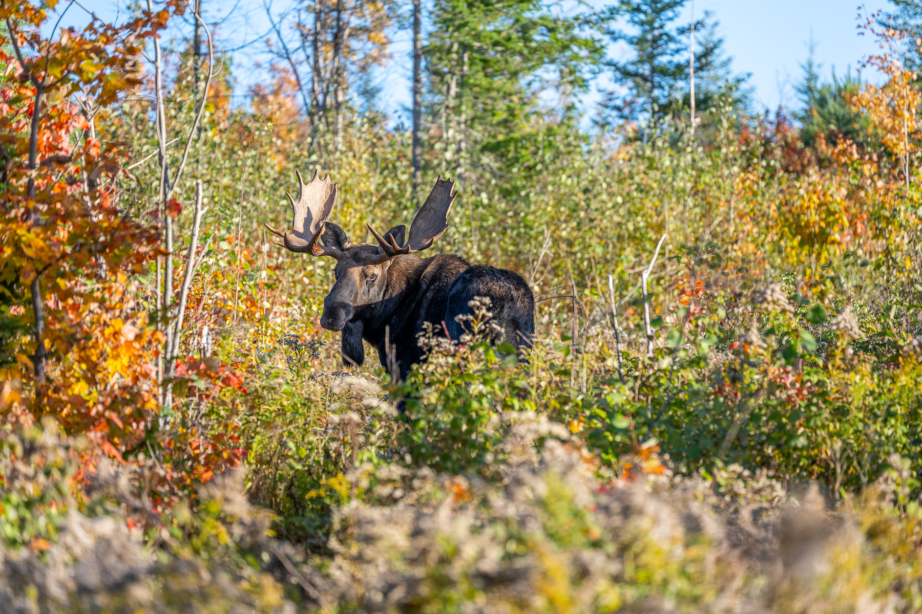 Bull moose with large antlers standing against fall foliage
