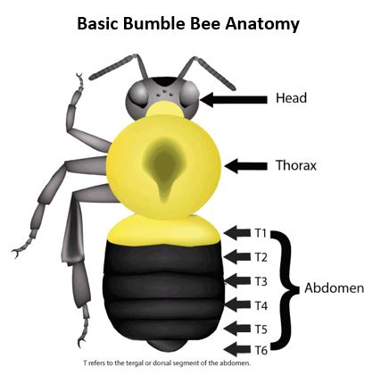 basic bumble bee anatomy