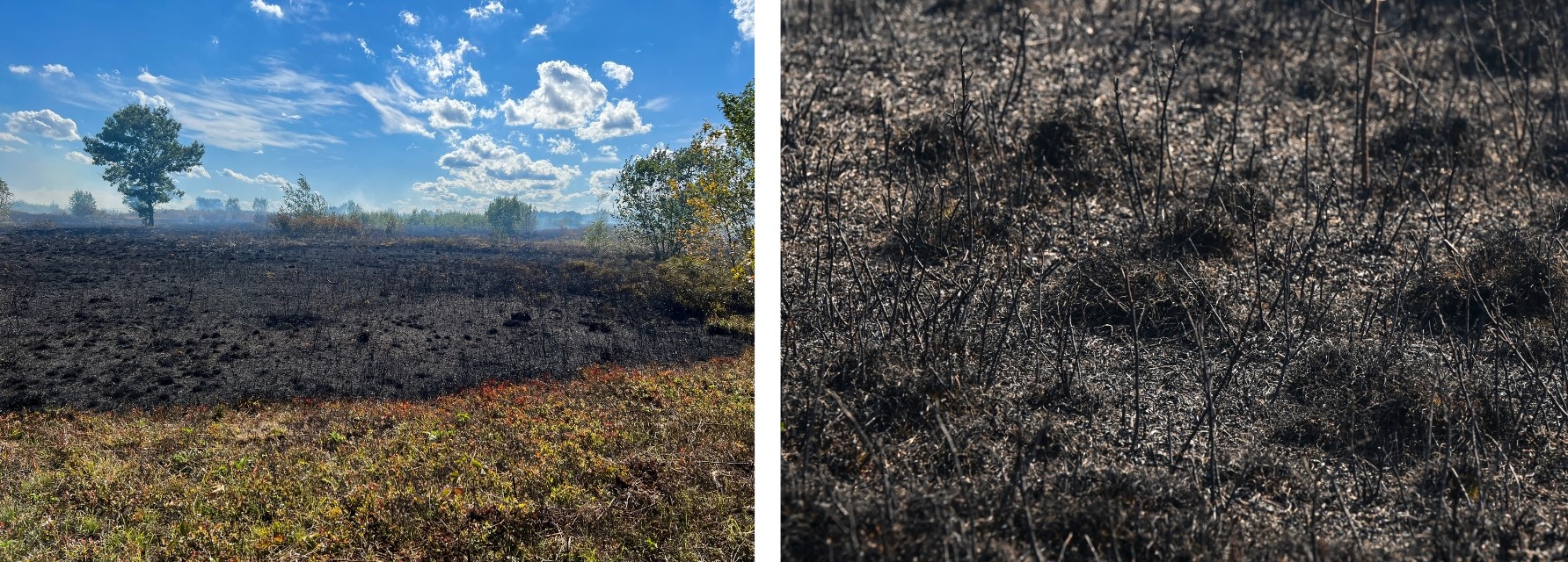 Black soil immediately following a prescribed burn