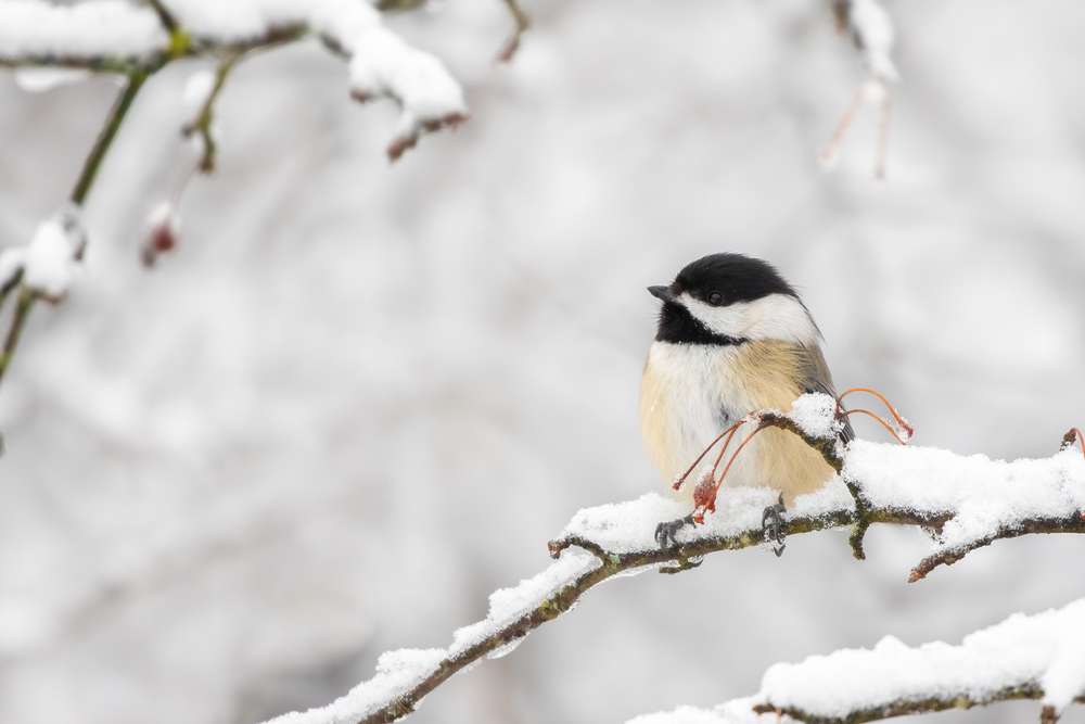 black-capped chickadee in winter