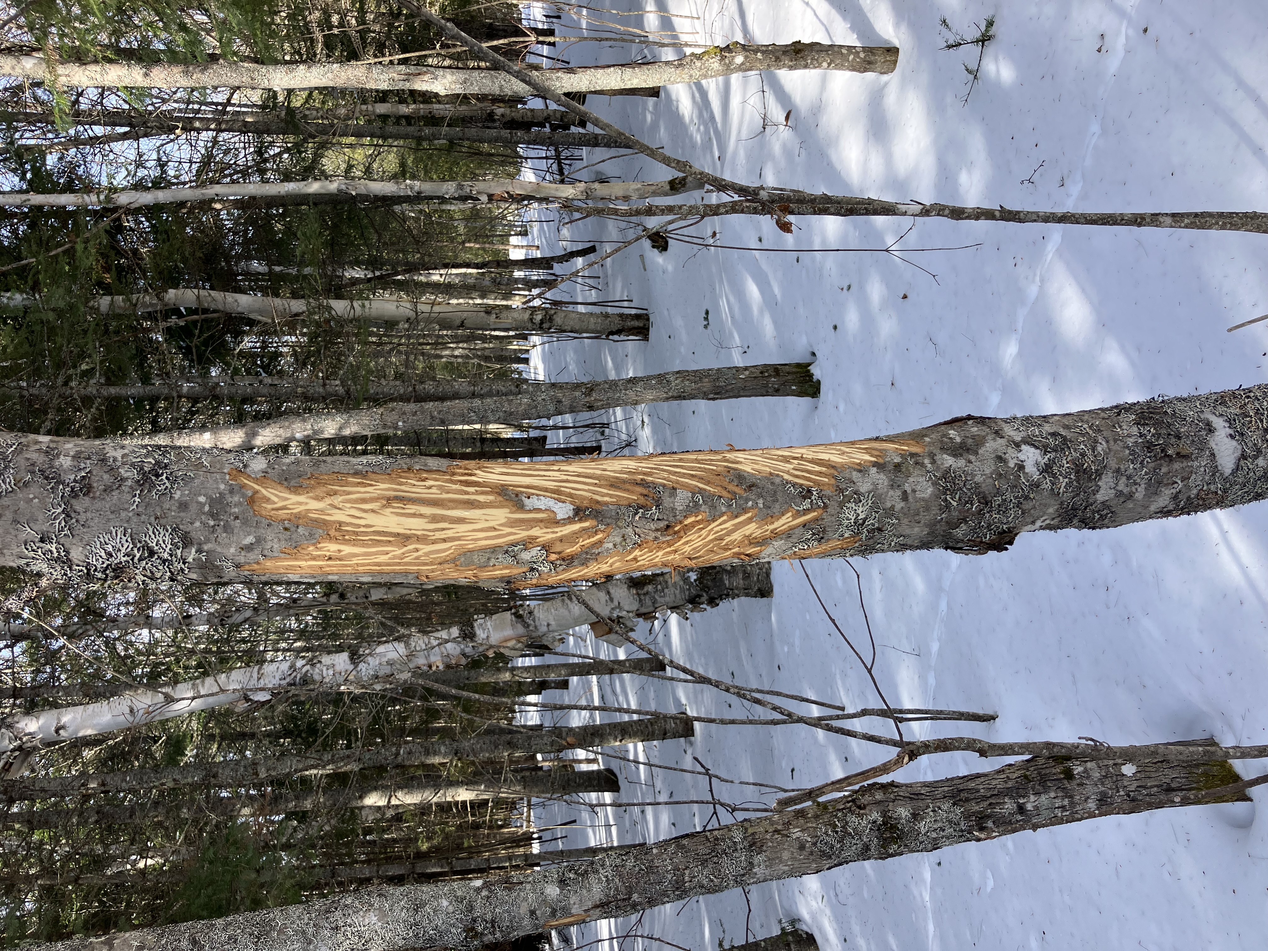Red maple tree a few inches in diameter with snow on ground. A moose has shredded off some of the bark in an "M" shape, about two feet long