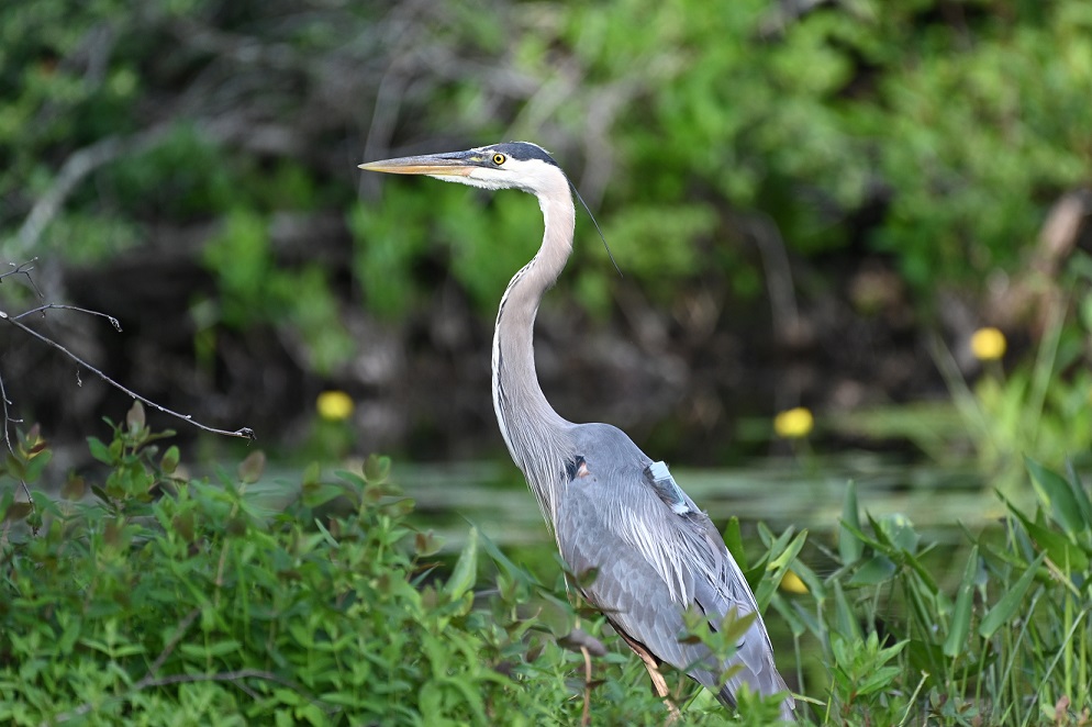 Great blue heron with GPS tag on back, standing in marsh.