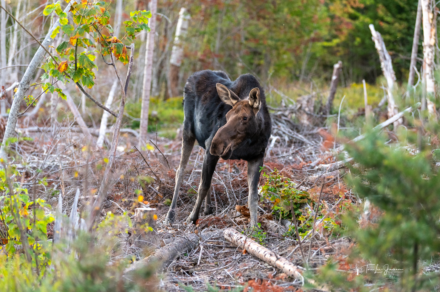 cow moose in a chopping
