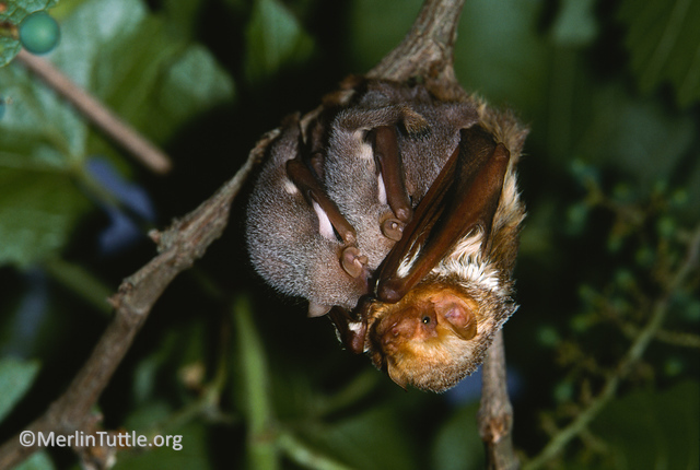 Eastern red bats