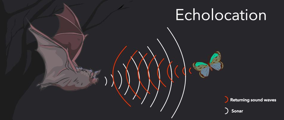diagram of echolocation
