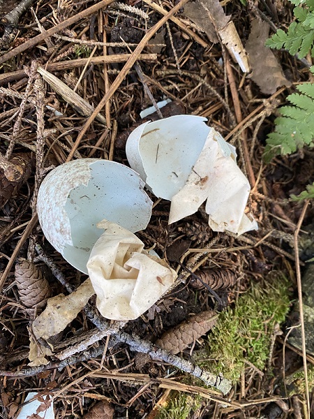 Two blue eggshells with membranes visible.