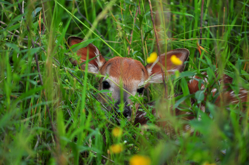 fawn hiding in grass