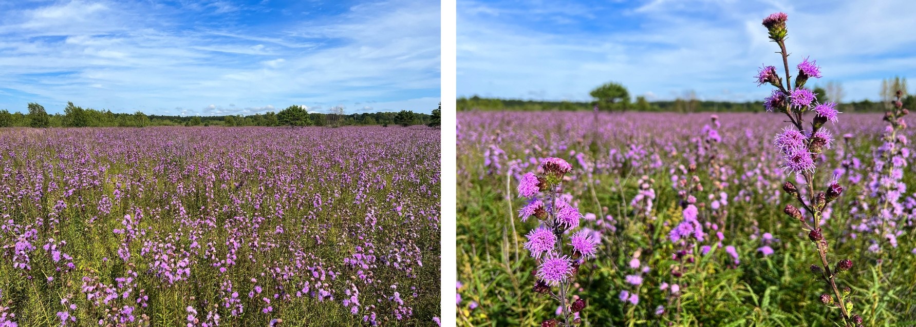Purple flowers as far as the eye can see across a grassland.
