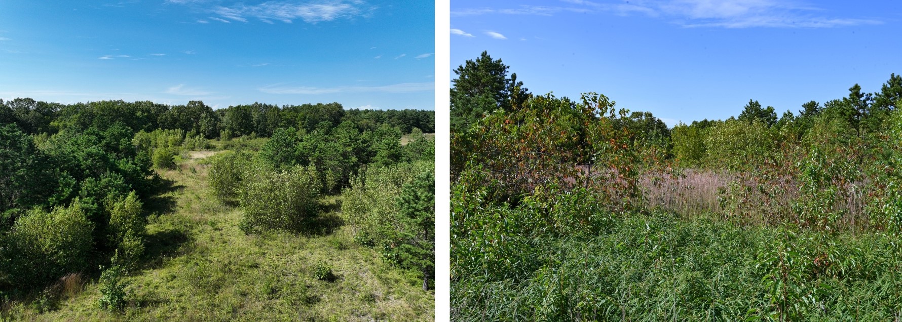 Thick shrubs and trees taking over a grassland after many years without fire.