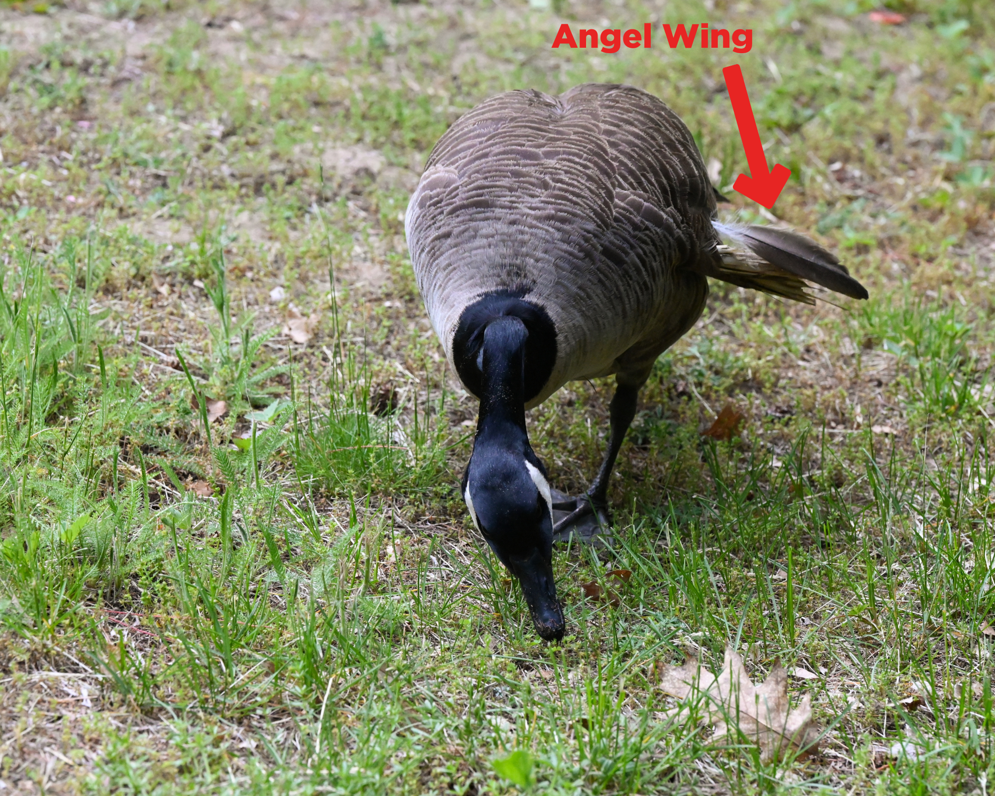 Canada goose with angel wing