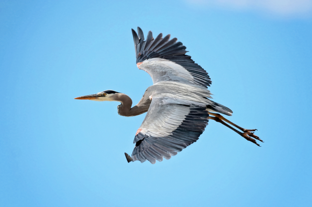 great blue heron in flight