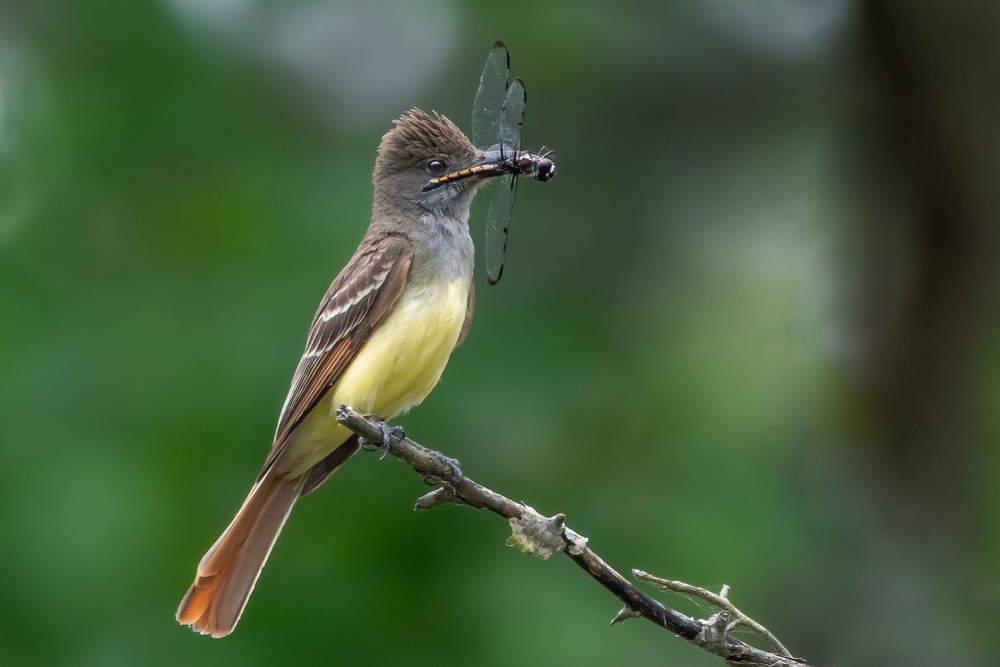great-crested flycatcher with a meal