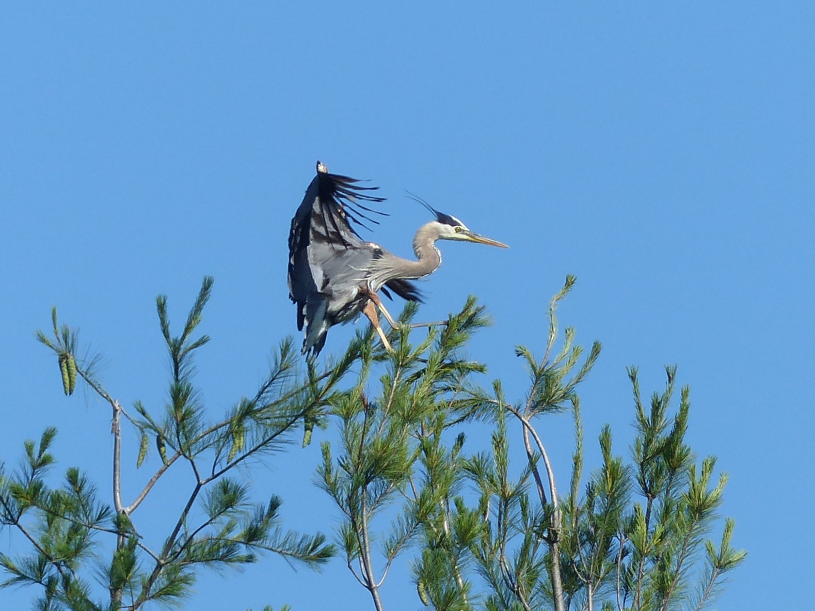 Great blue heron landing in a pine tree. Photo by HERON volunteer, Moira Yip.