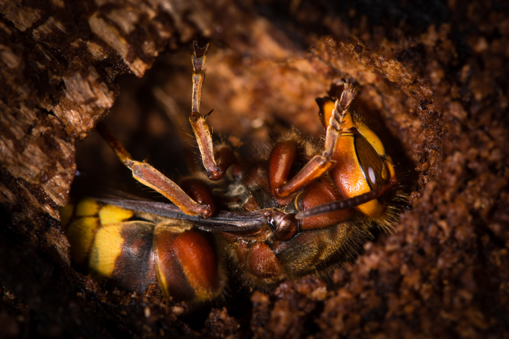 hornet in a log