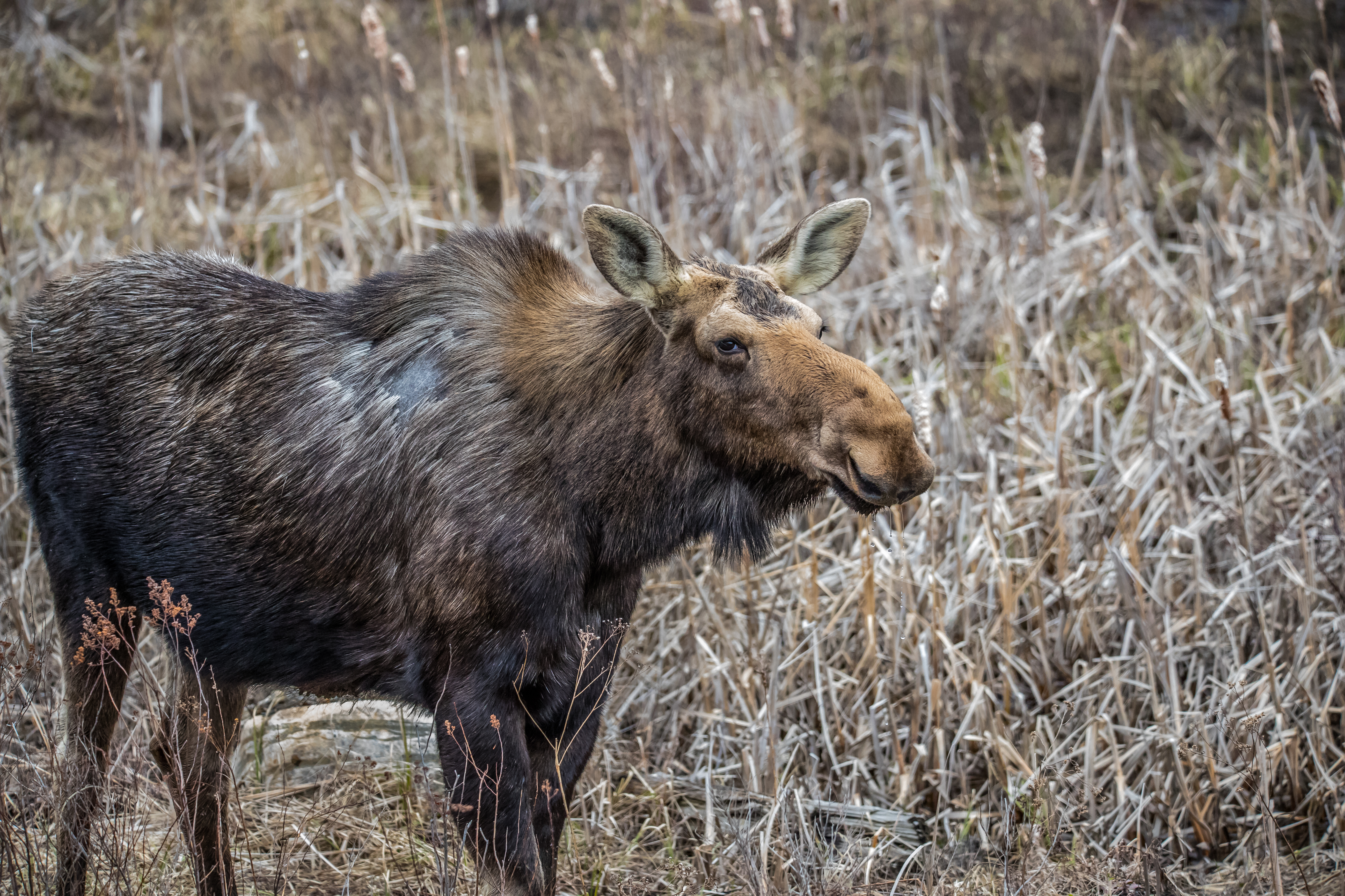 A moose standing by dry vegetation in fall showing some hair loss from ticks.