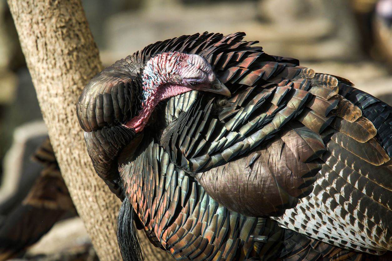 A wild turkey reaching back to preen his feathers.