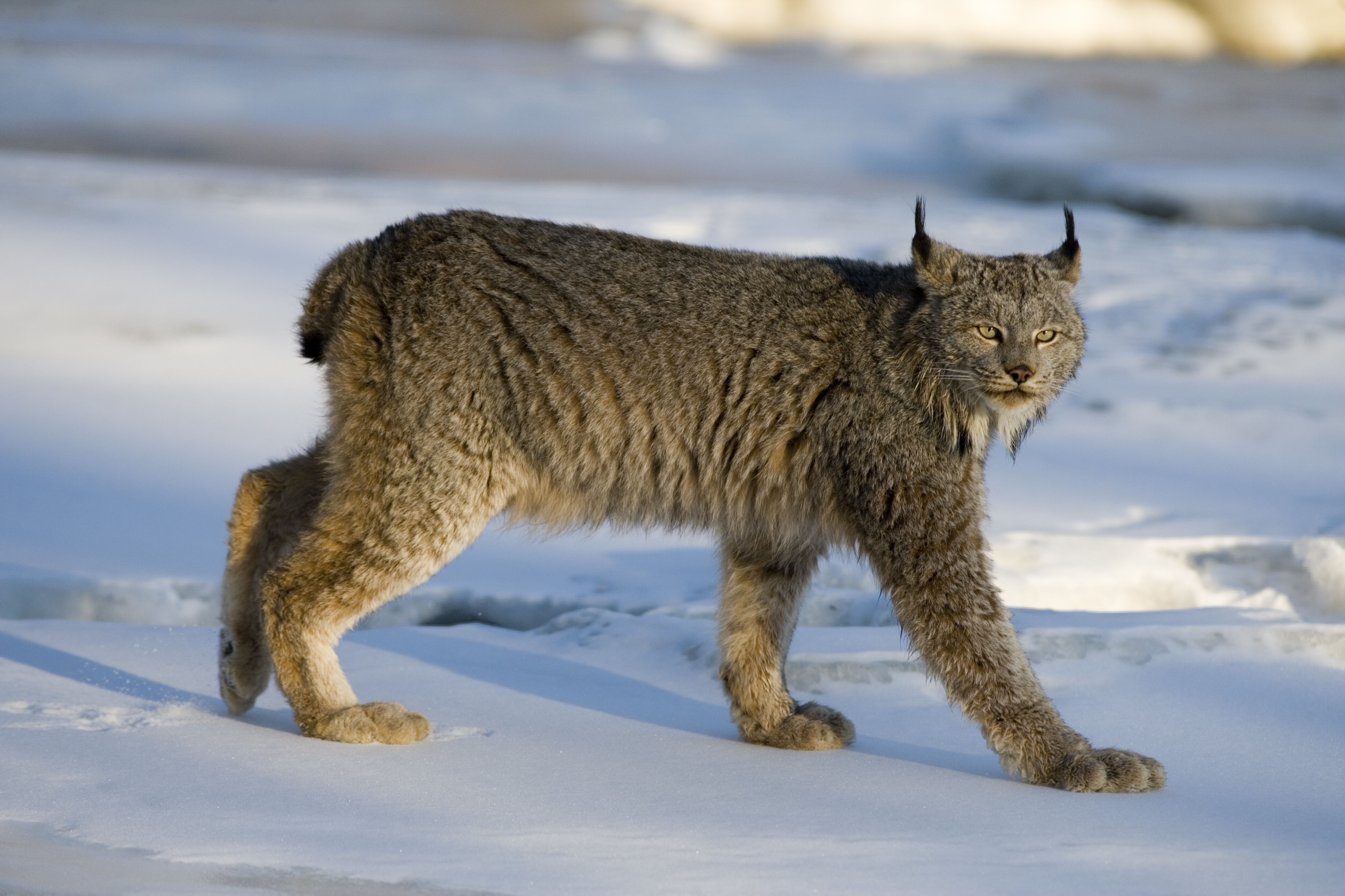 Canada lynx