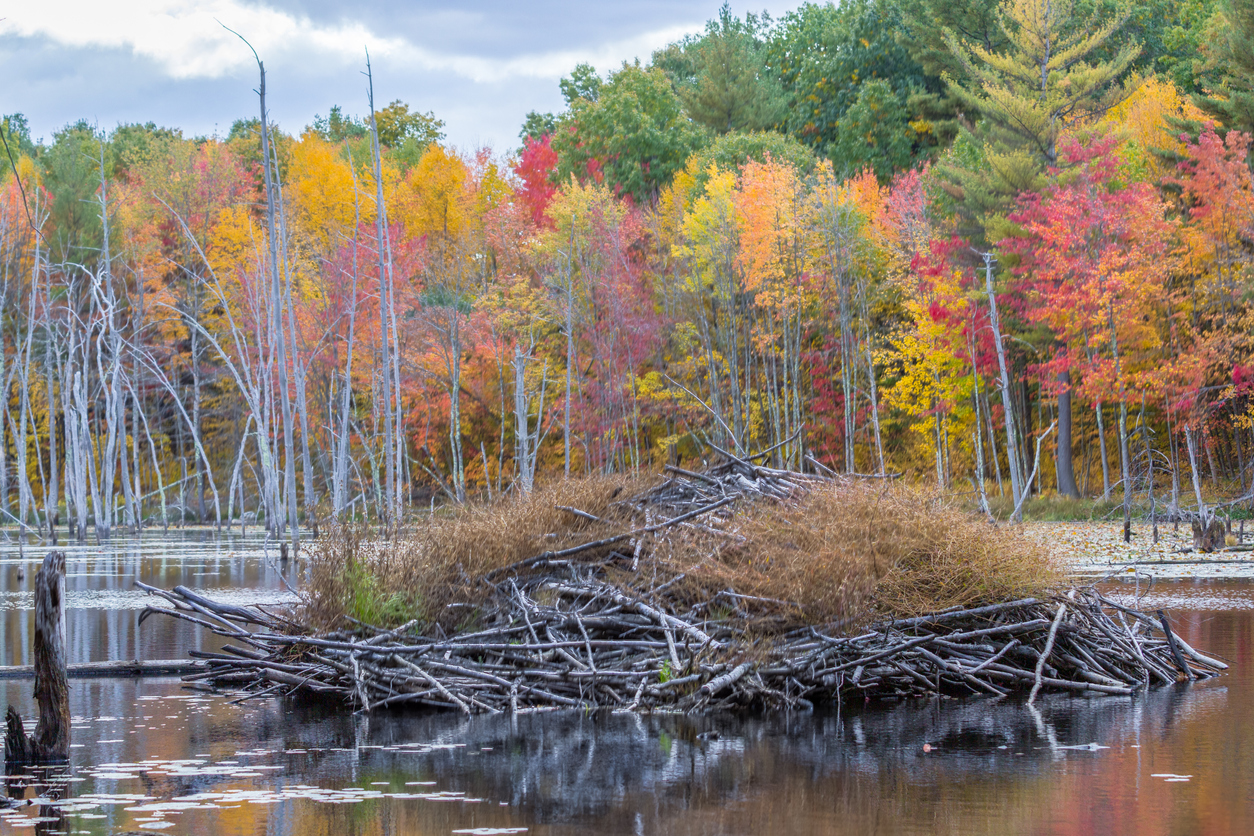 beaver lodge