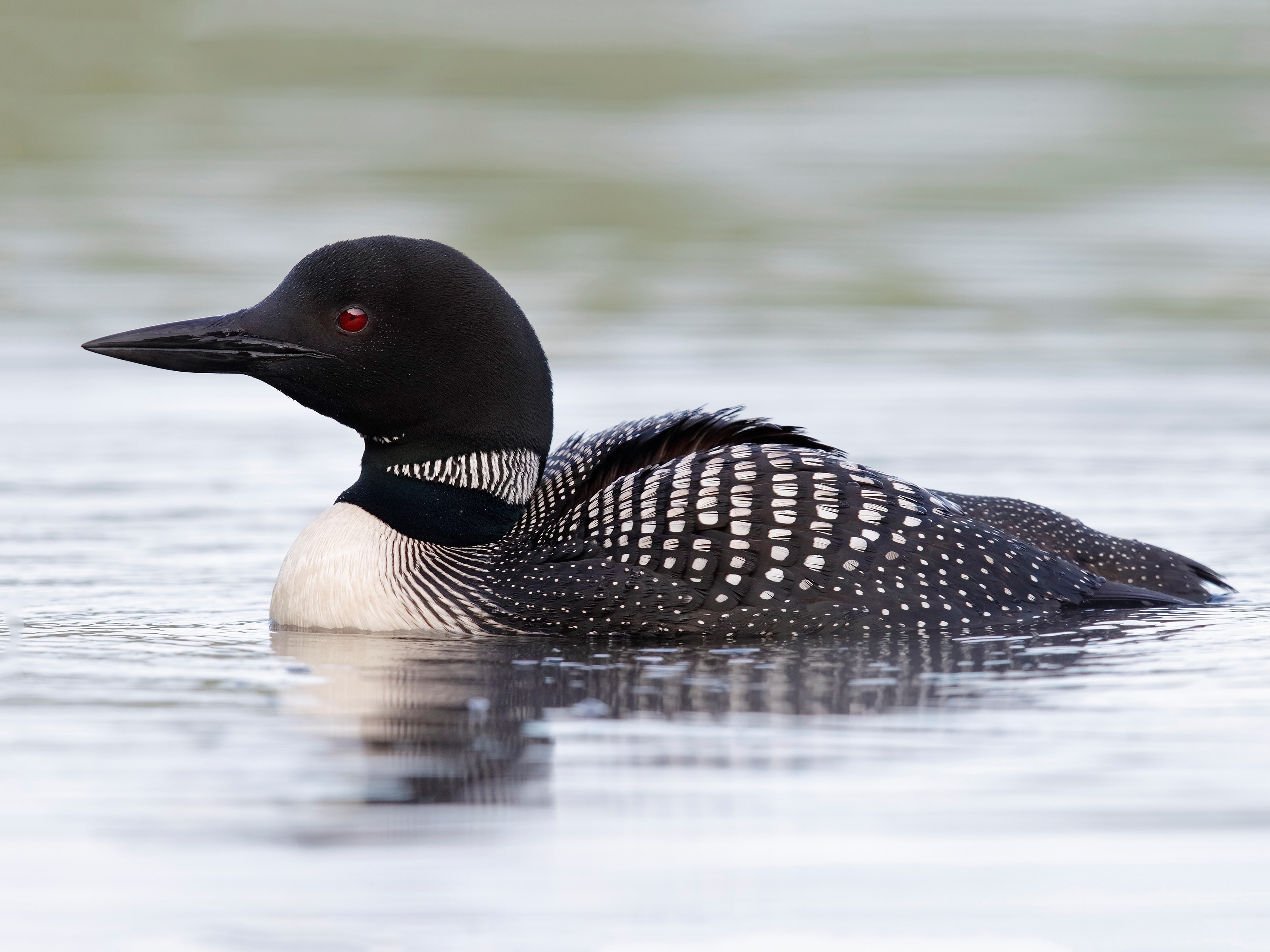 common loon