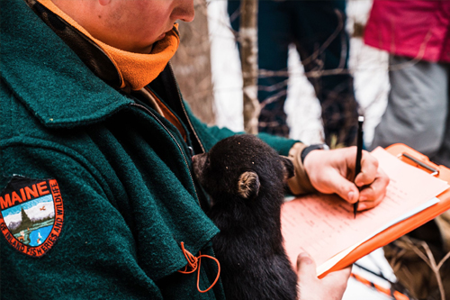 Biologist with bear