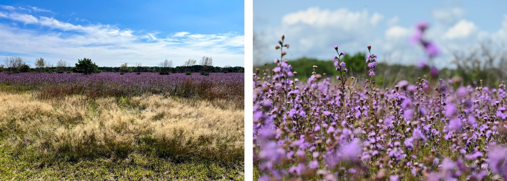 Thousands of purple blooming northern blazing star plants in a grassland.