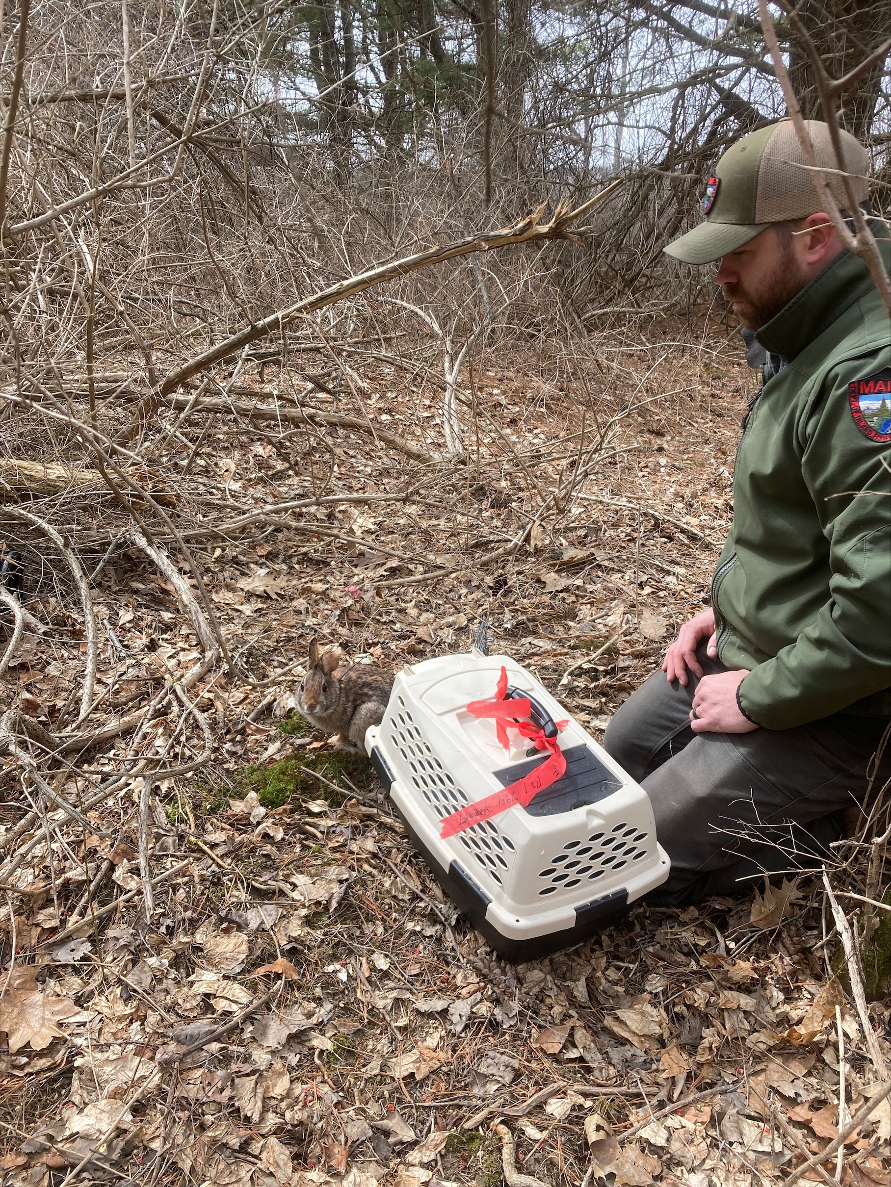 New England cottontail release