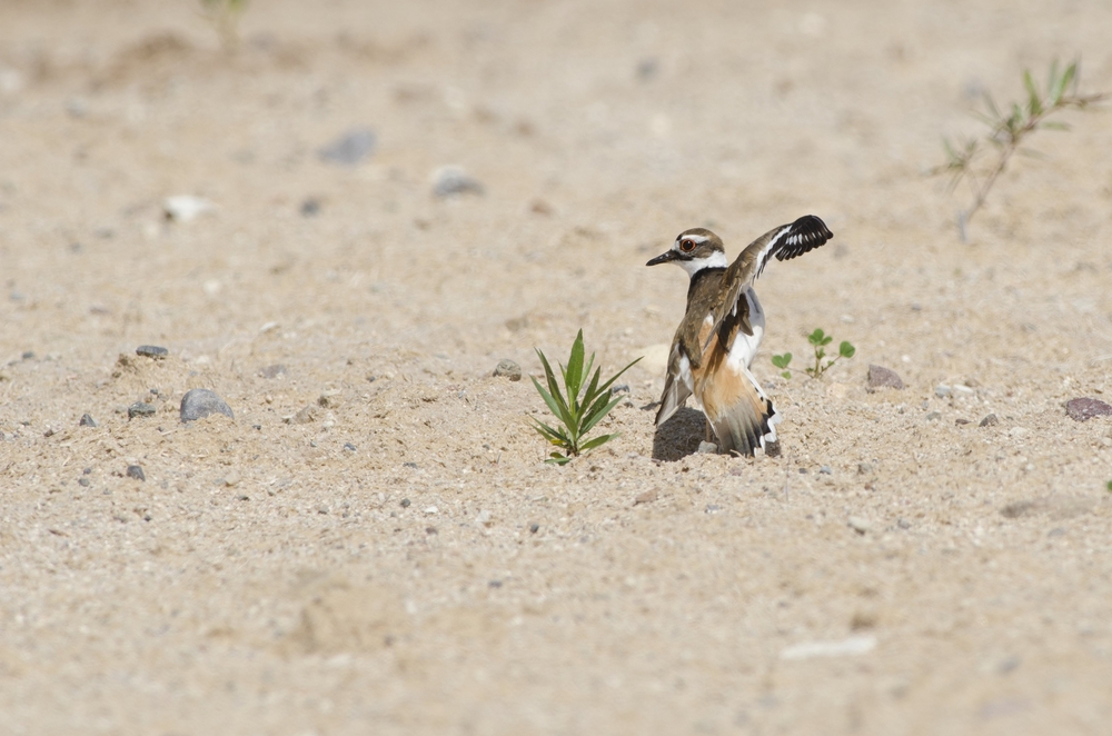 killdeer