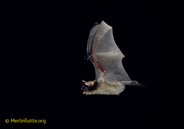 little brown bat