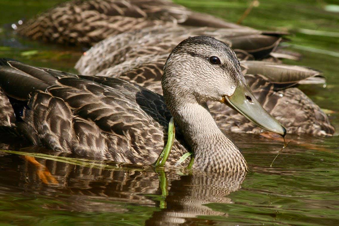 mallard