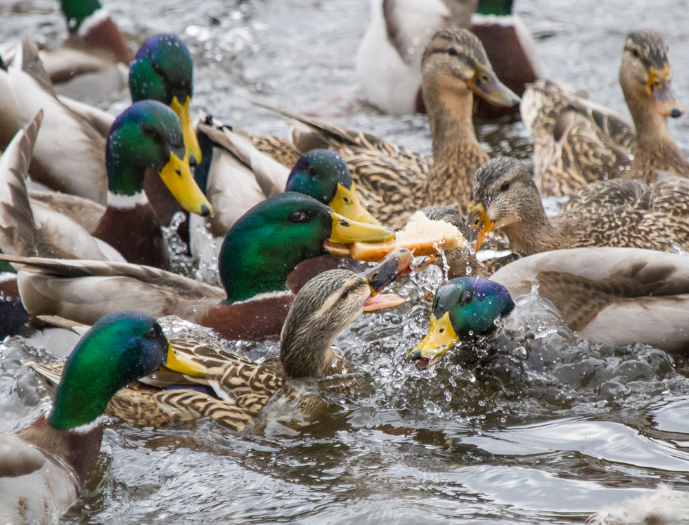 Mallards competing for bread