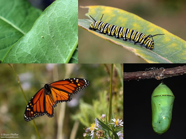 Mowing for Monarchs | IFW Blogs