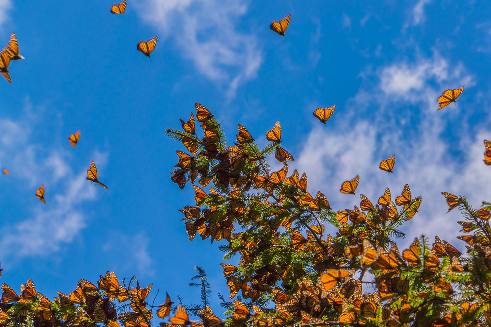 gathering monarch butterflies