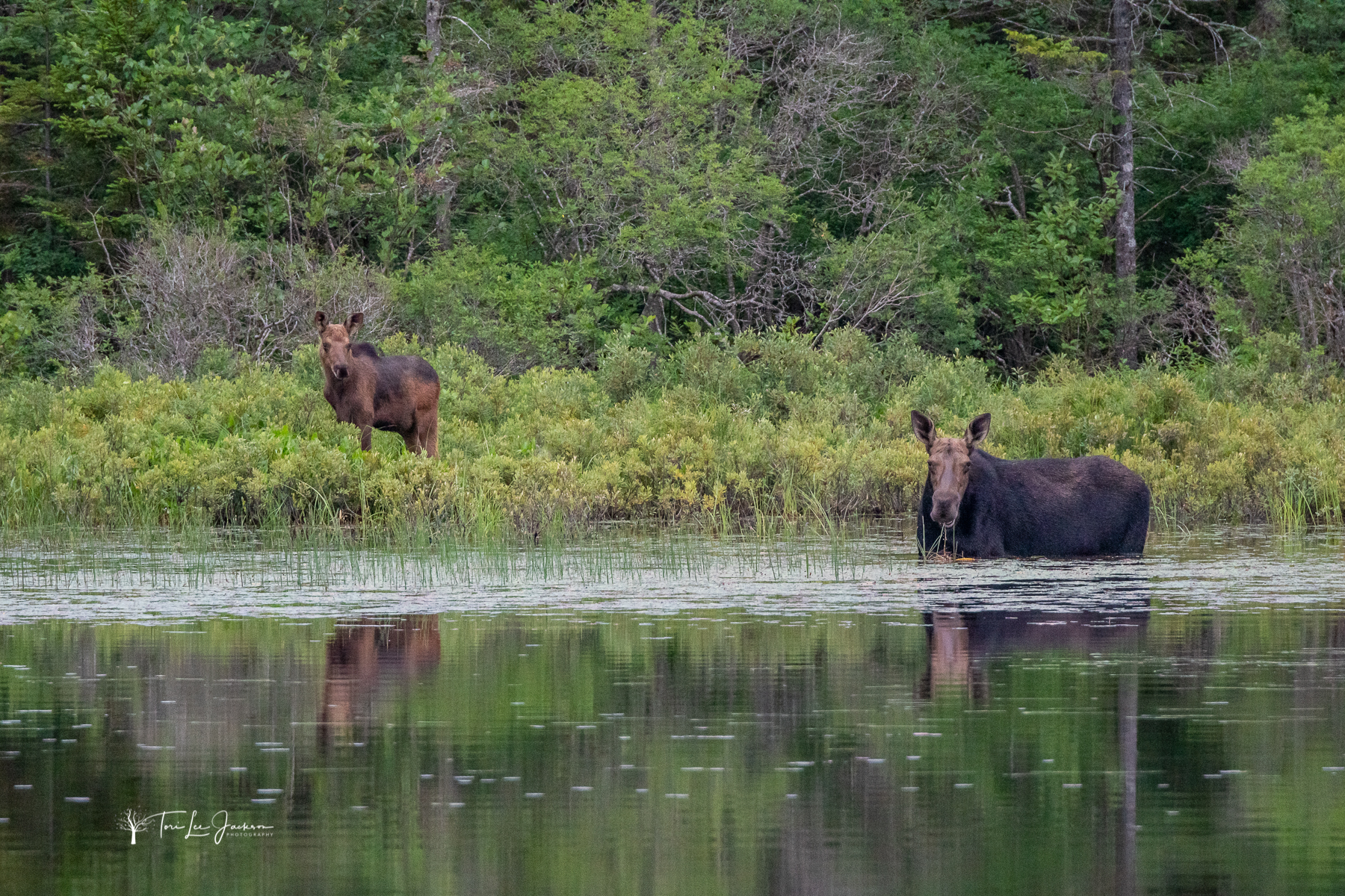 Cow moose wading in water eating aquatic vegetation with young calf standing on shoreline