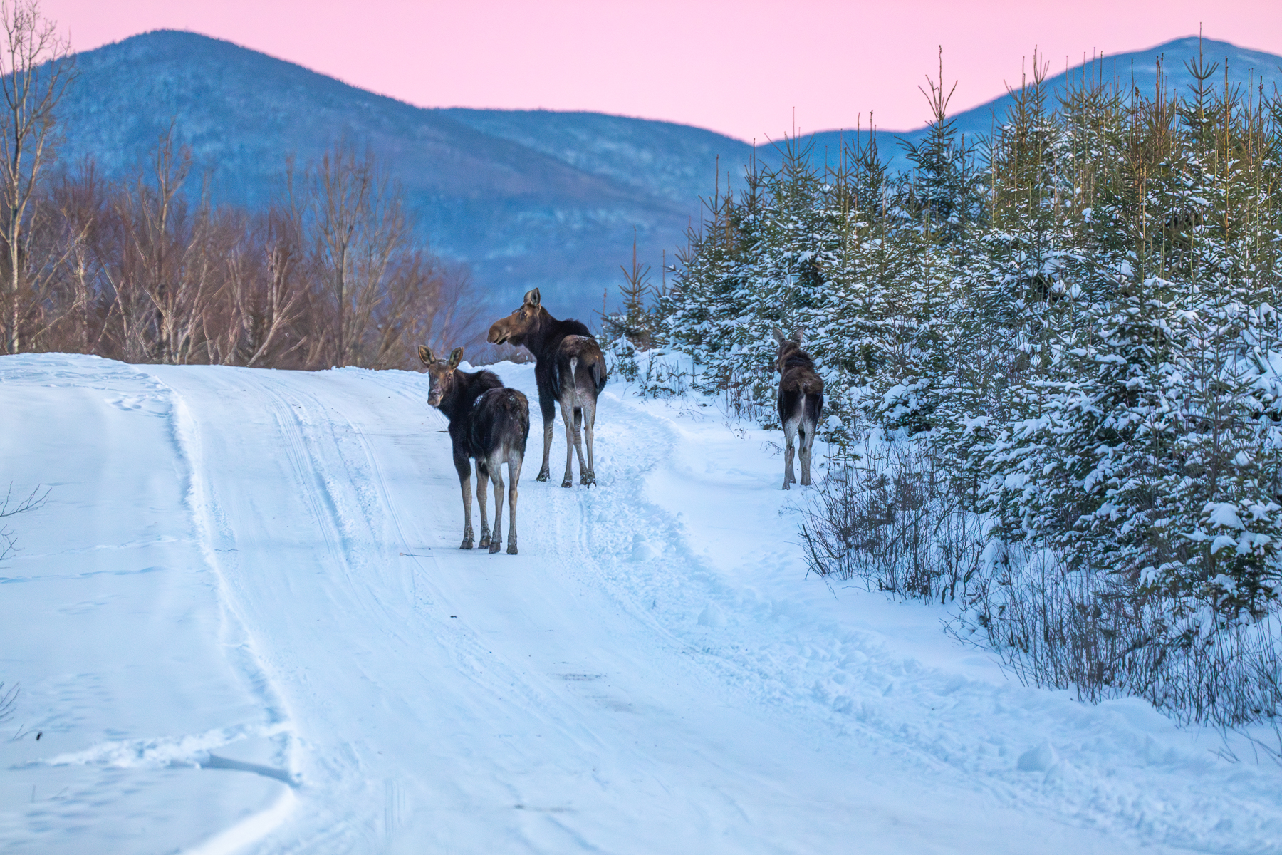 three moose standing in snowmobile trail with mountain background, pink skies, standing away from camera but two are looking back
