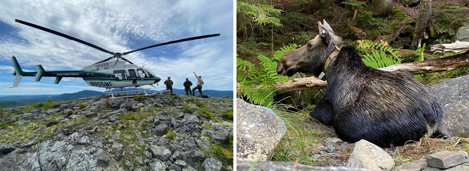 biologists conducting aerial counts from a helicopter