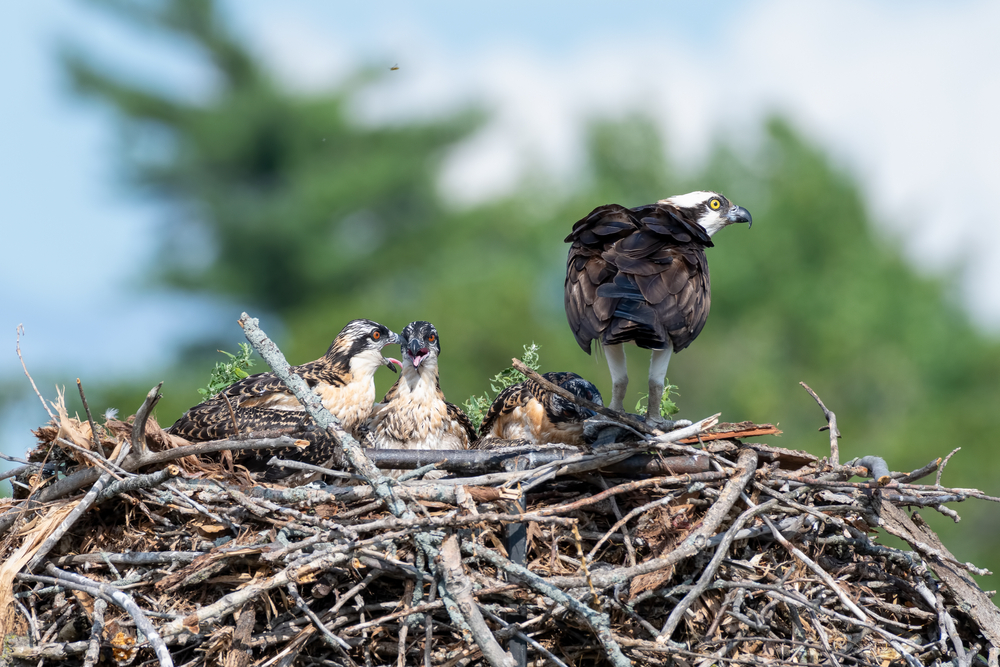 osprey parent on nest with chicks