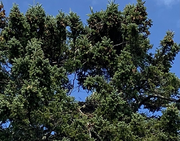 Top of spruce tree with two large sticks nests.