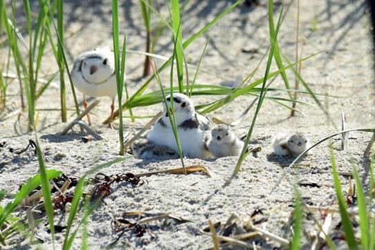 Piping plovers