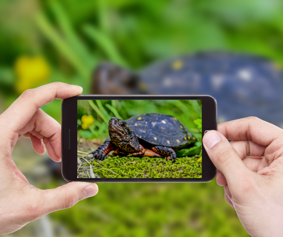 taking a photo of a spotted turtle