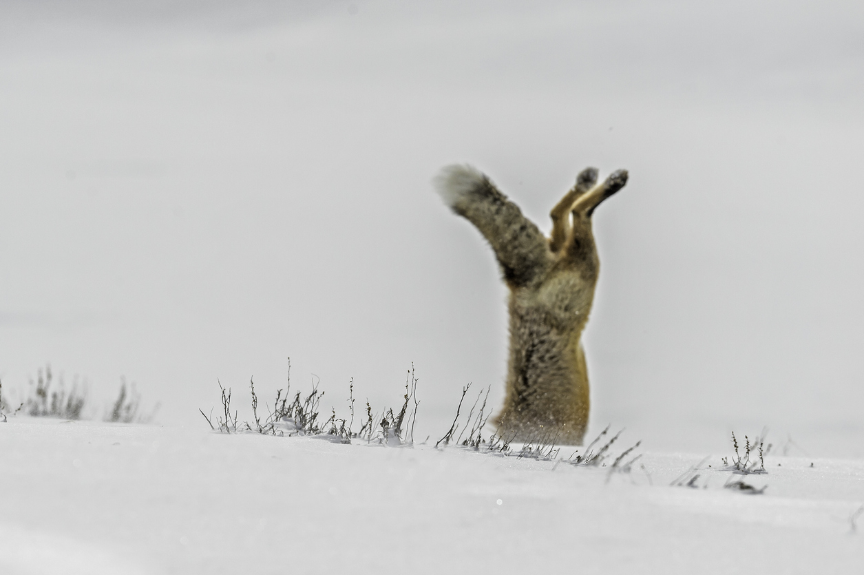 fox hunting in snow