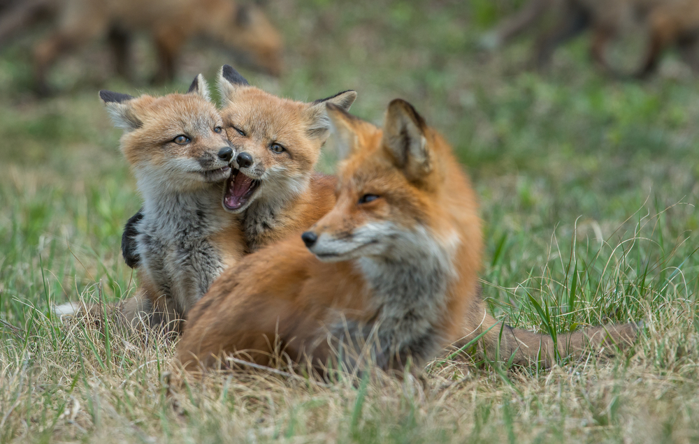 red fox with kits