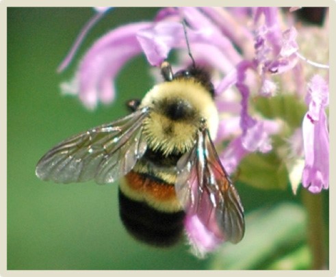 rusty patched bumble bee