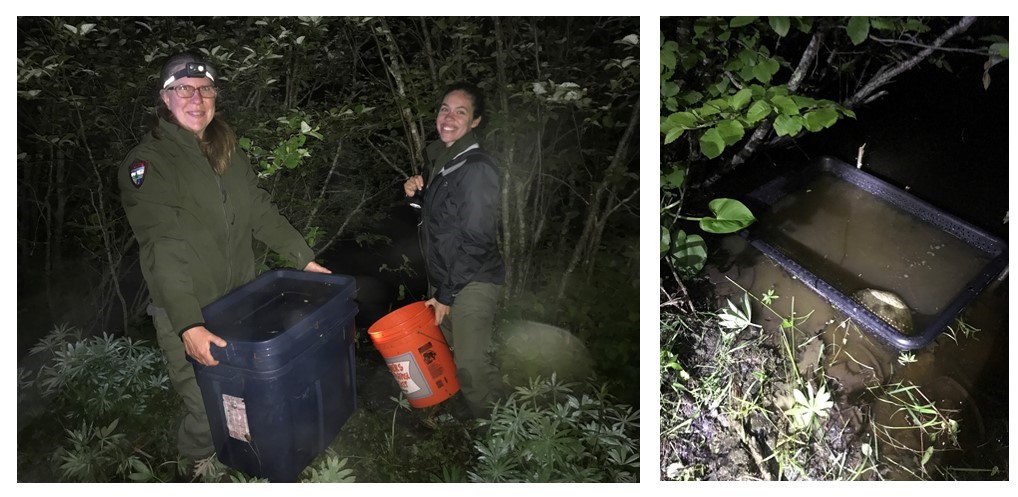 Left photo shows two women biologists outside at night; right photo shows plastic tub in shallow water at night.